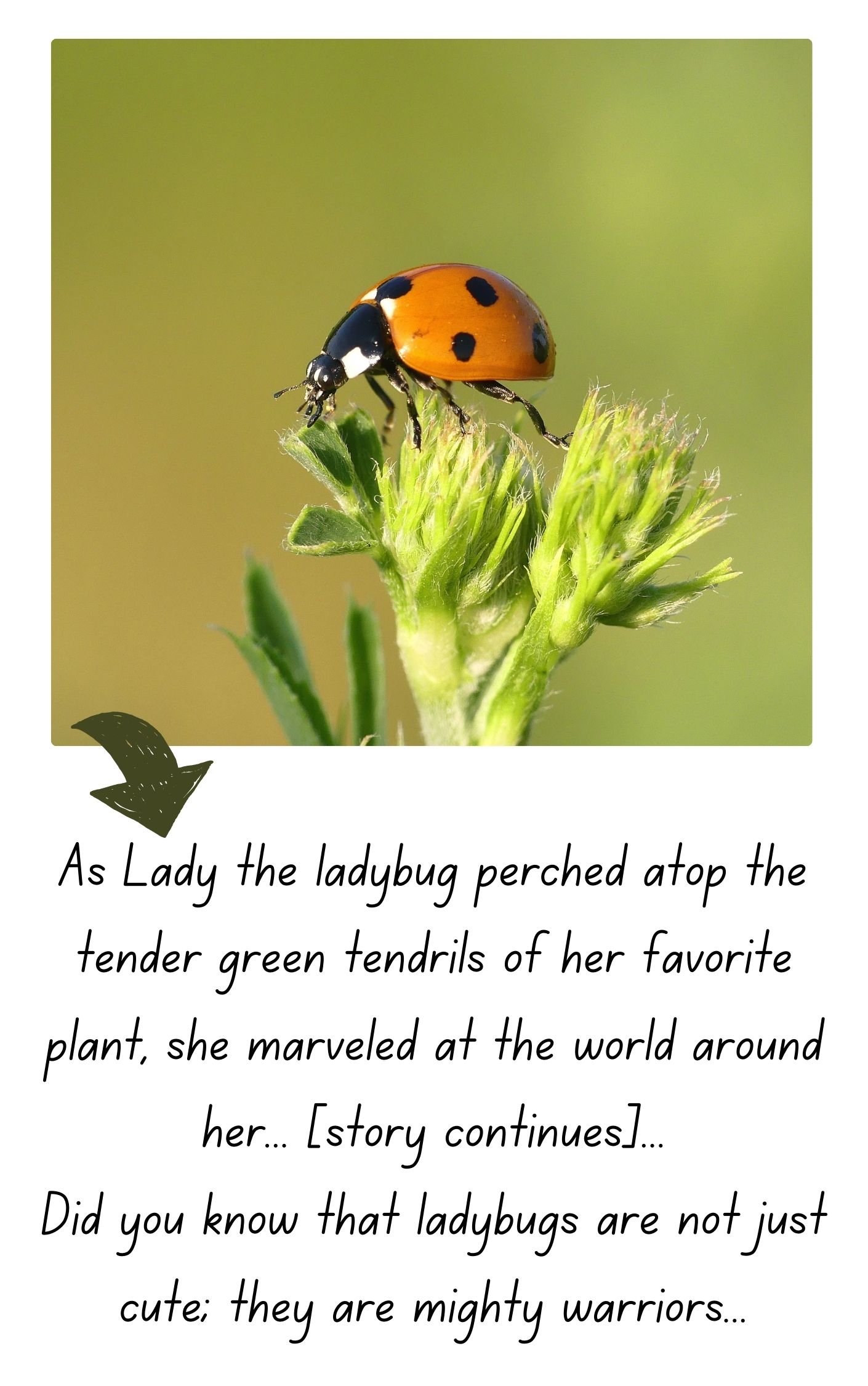 A captivating story about a wonderful Ladybug